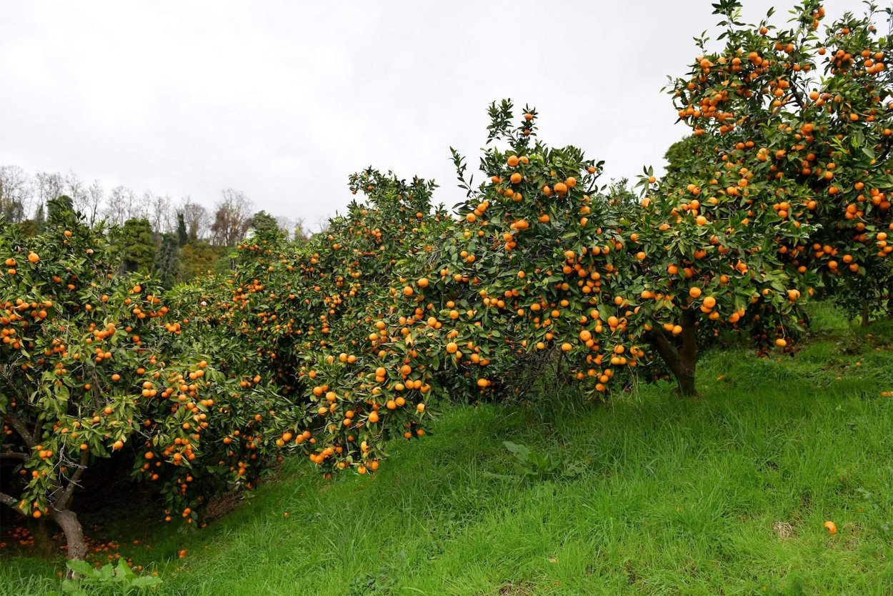 Мандариновое дерево в Абхазии