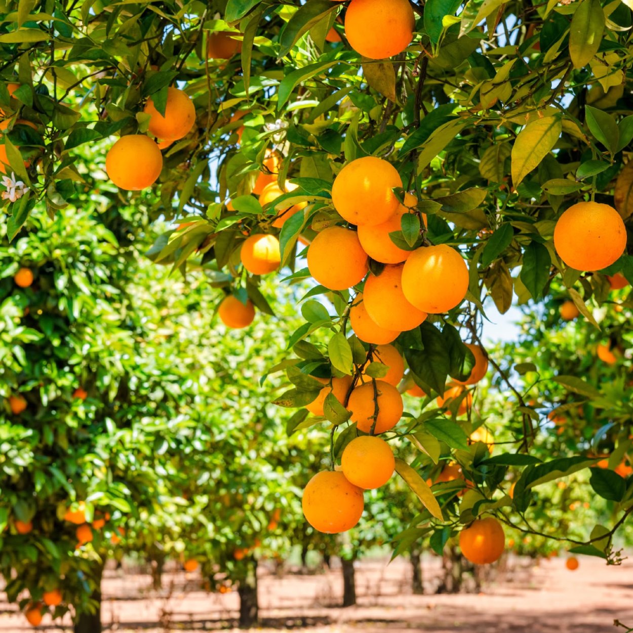 На чём растут апельсины