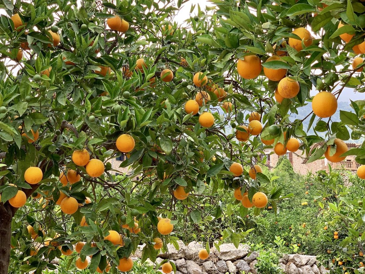 Апельсиновый рай