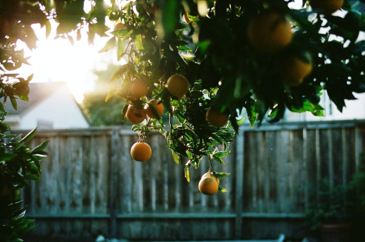 Атмосферный сад