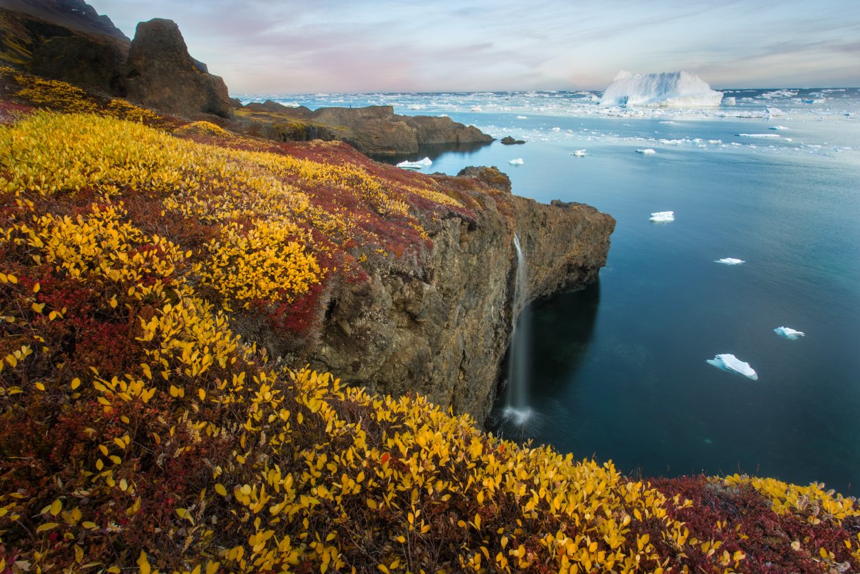 Остров Гренландия растительность