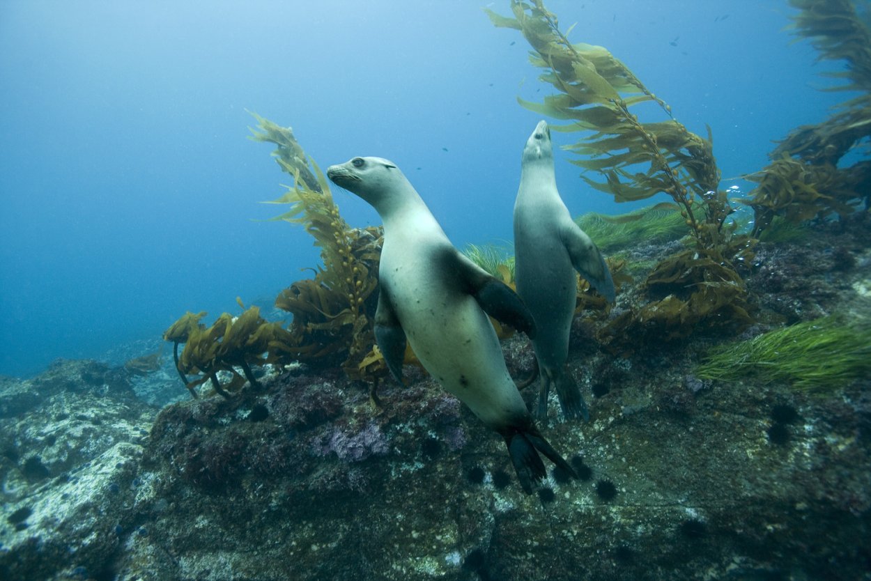 Растительный и животный мир моря Лаптевых