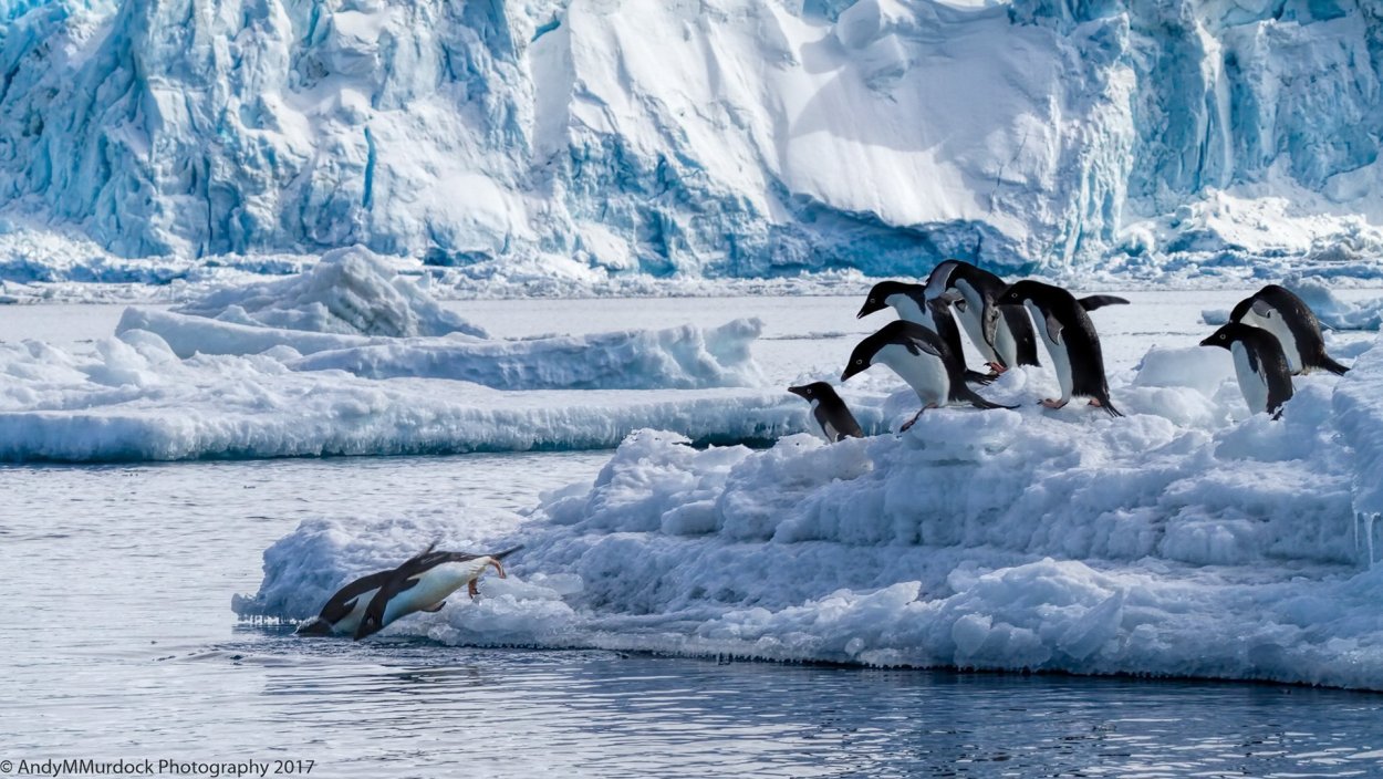 Биосфера Антарктиды