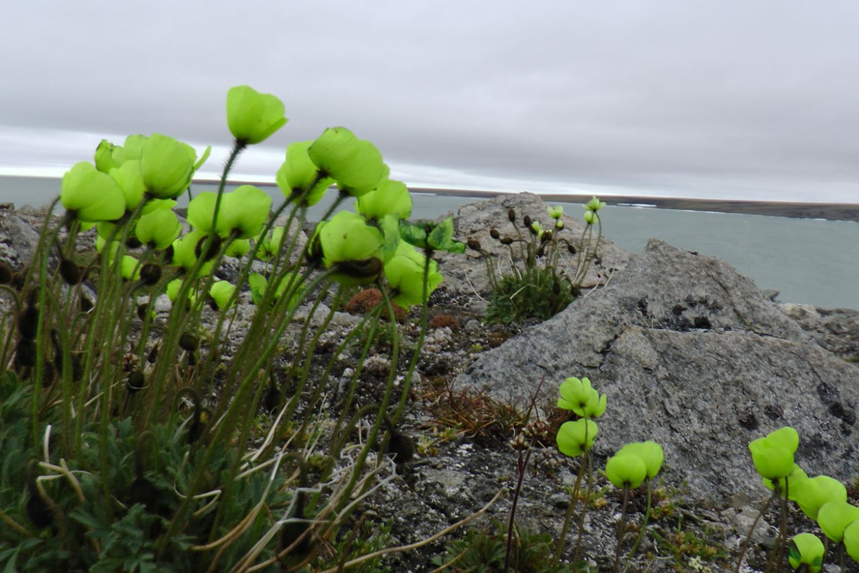 Море Лаптевых Флора