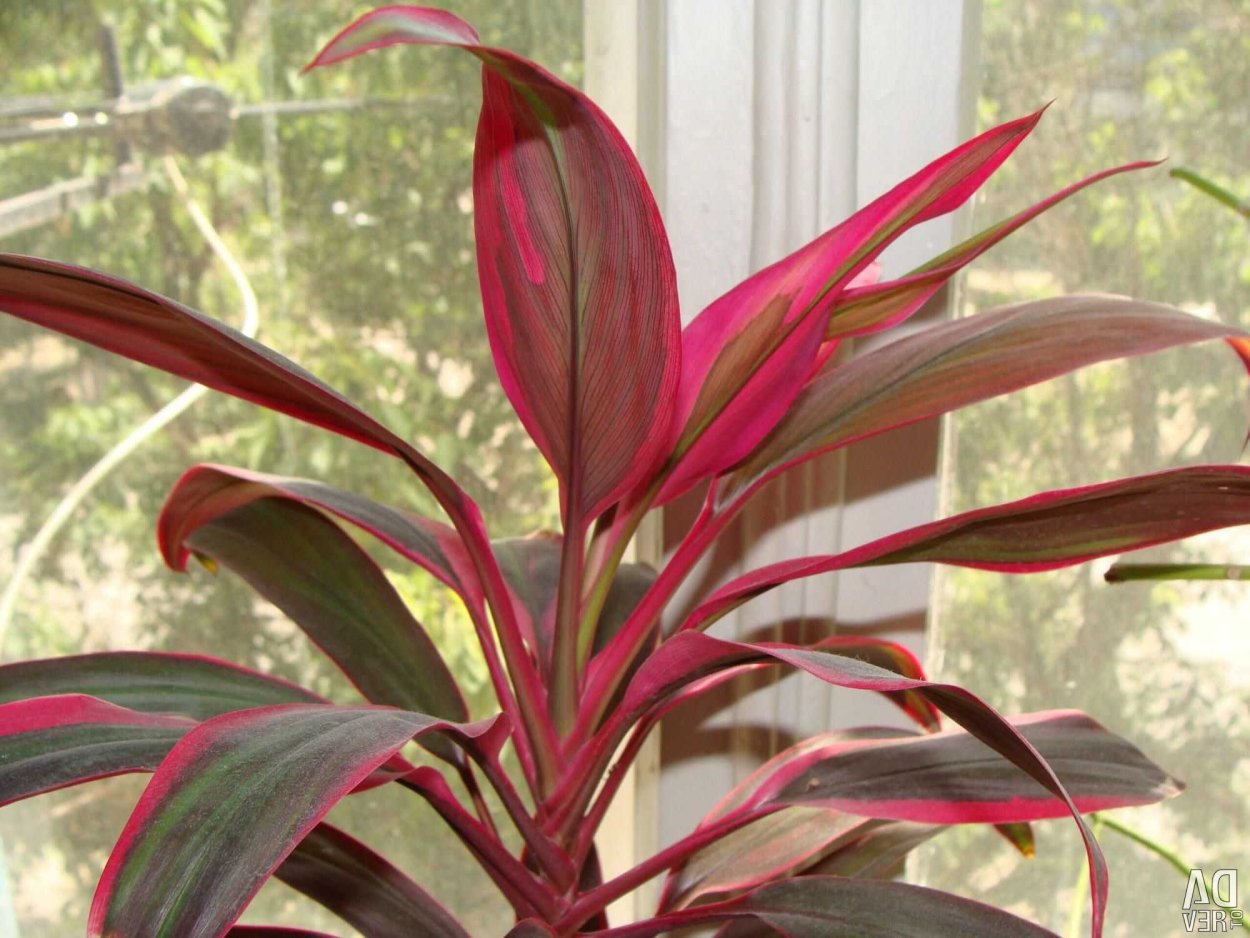 Кордилина Южная Драцена