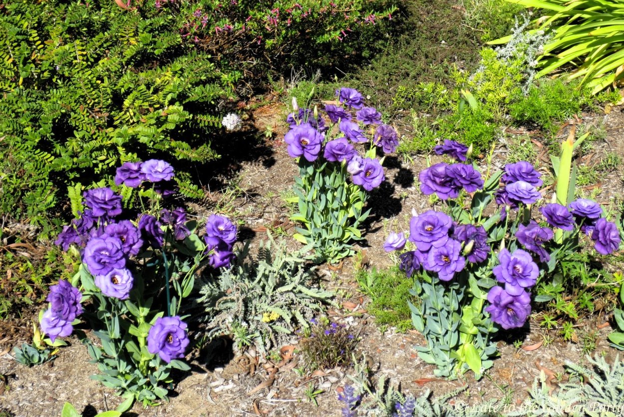 Эустома на клумбе