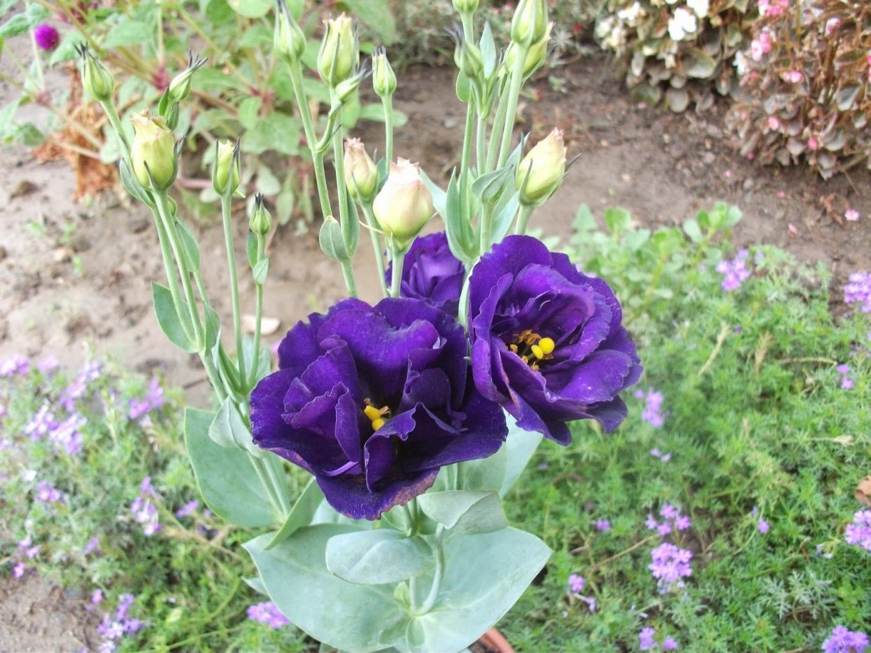 Эустома на клумбе