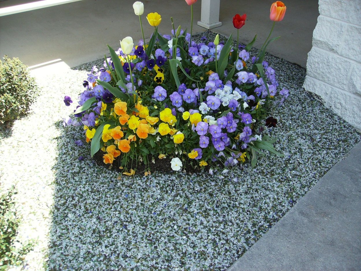 Клумбы с эустомой в саду