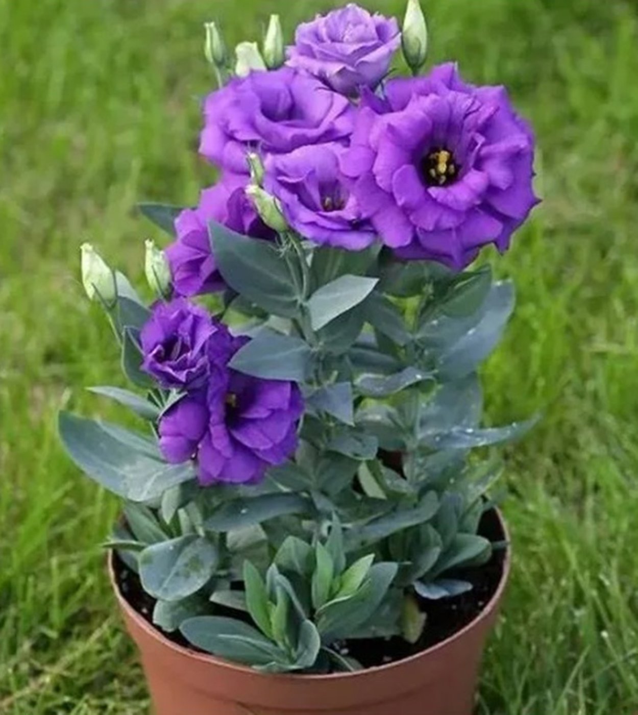 Эустома низкорослая махровая