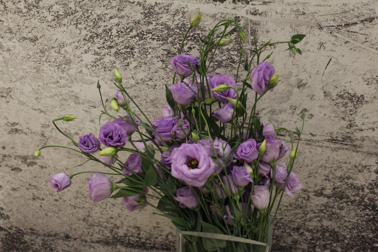 Лизиантус Рассела Пикколо Милка