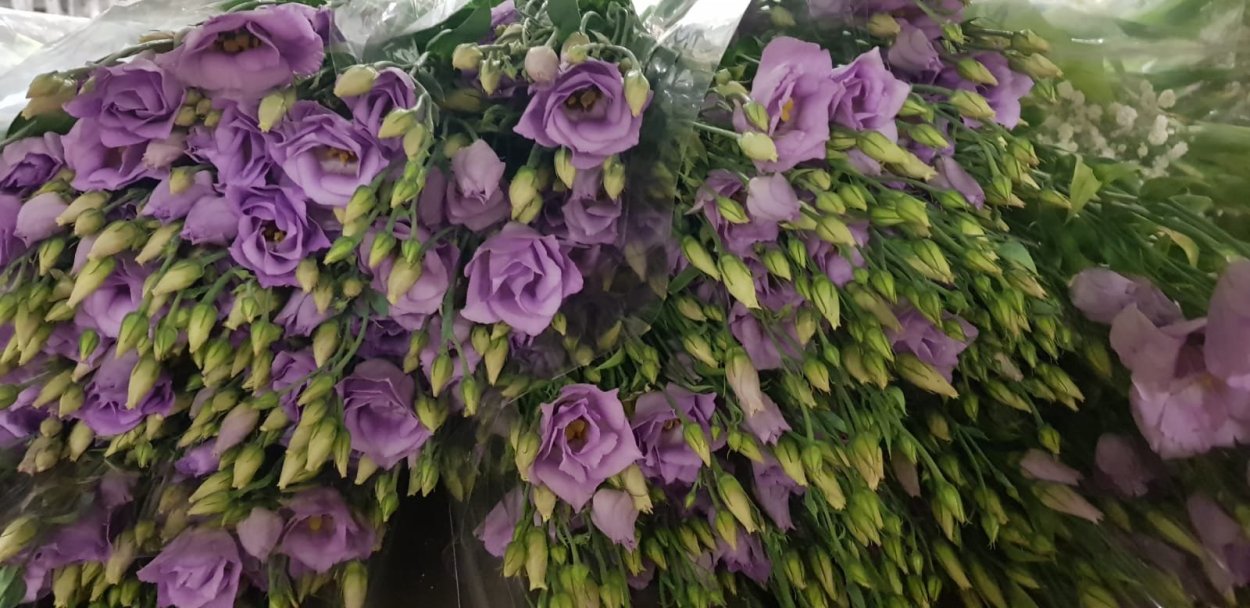 Эустома Голландия