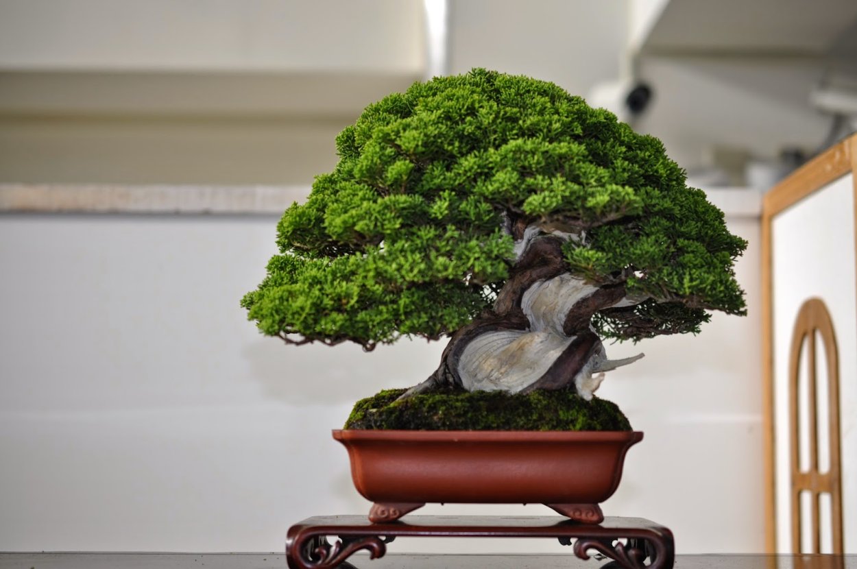 Бонсай лаунж