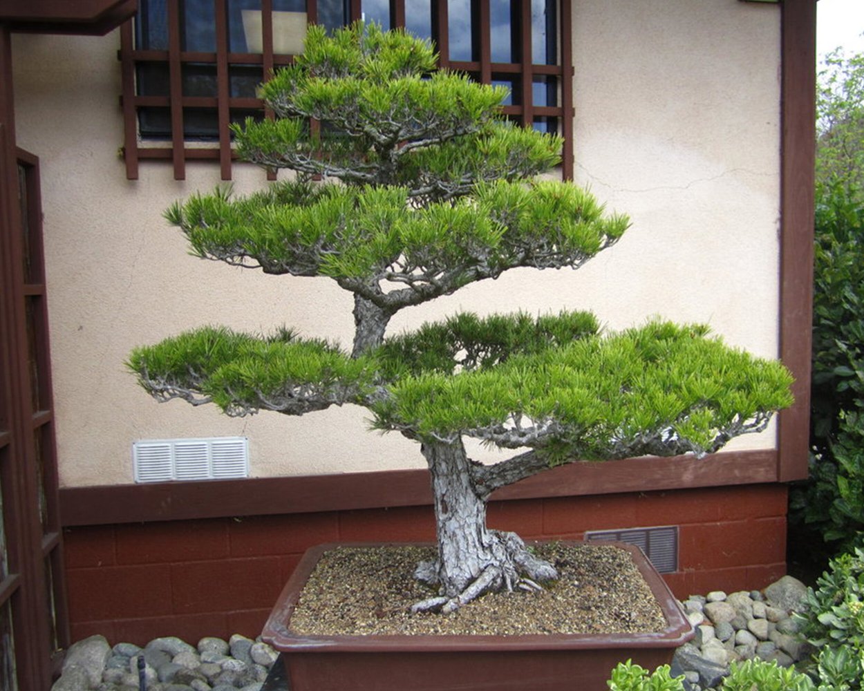 Бонсай ниваки растр