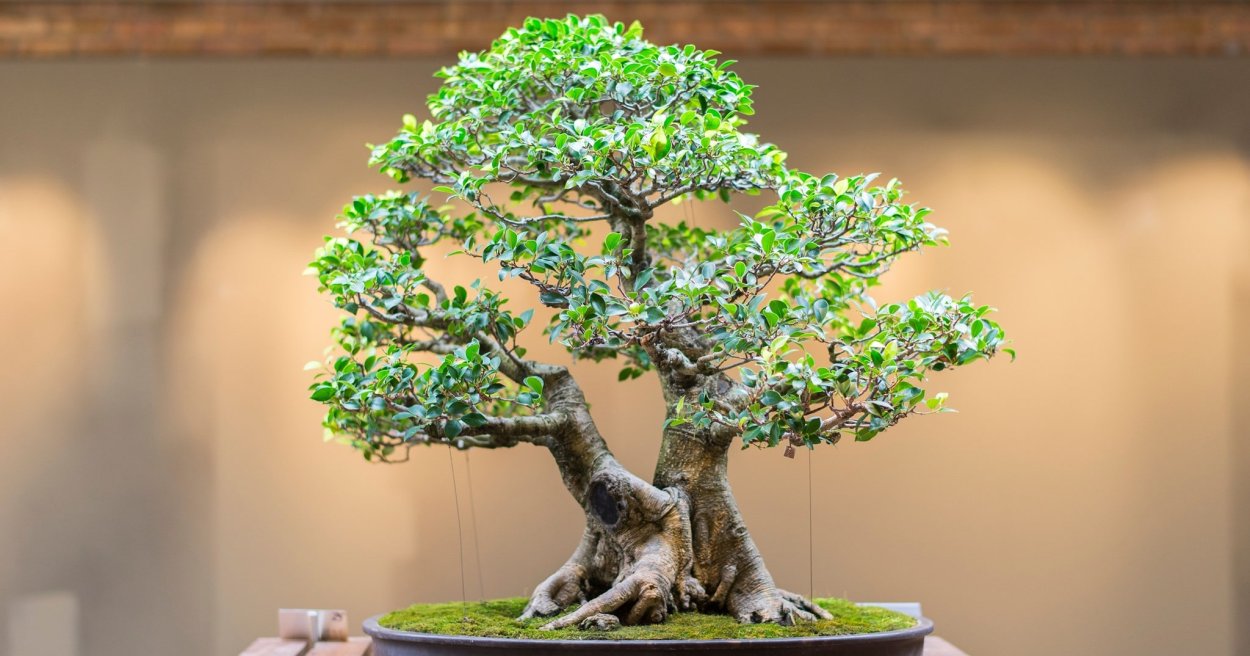 Секвойя бонсай