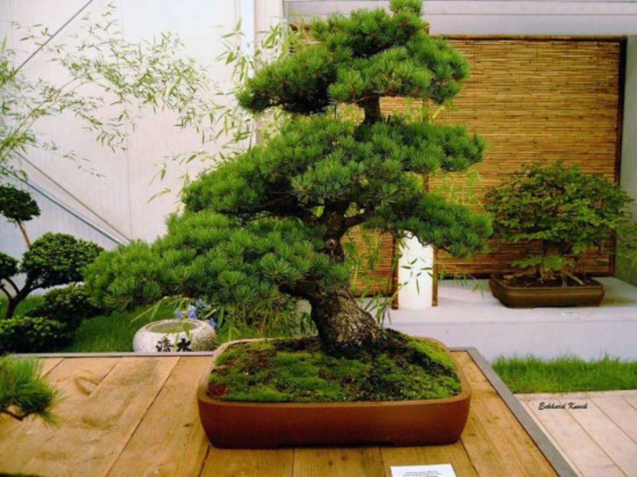 Бонсай хвойный кустарник