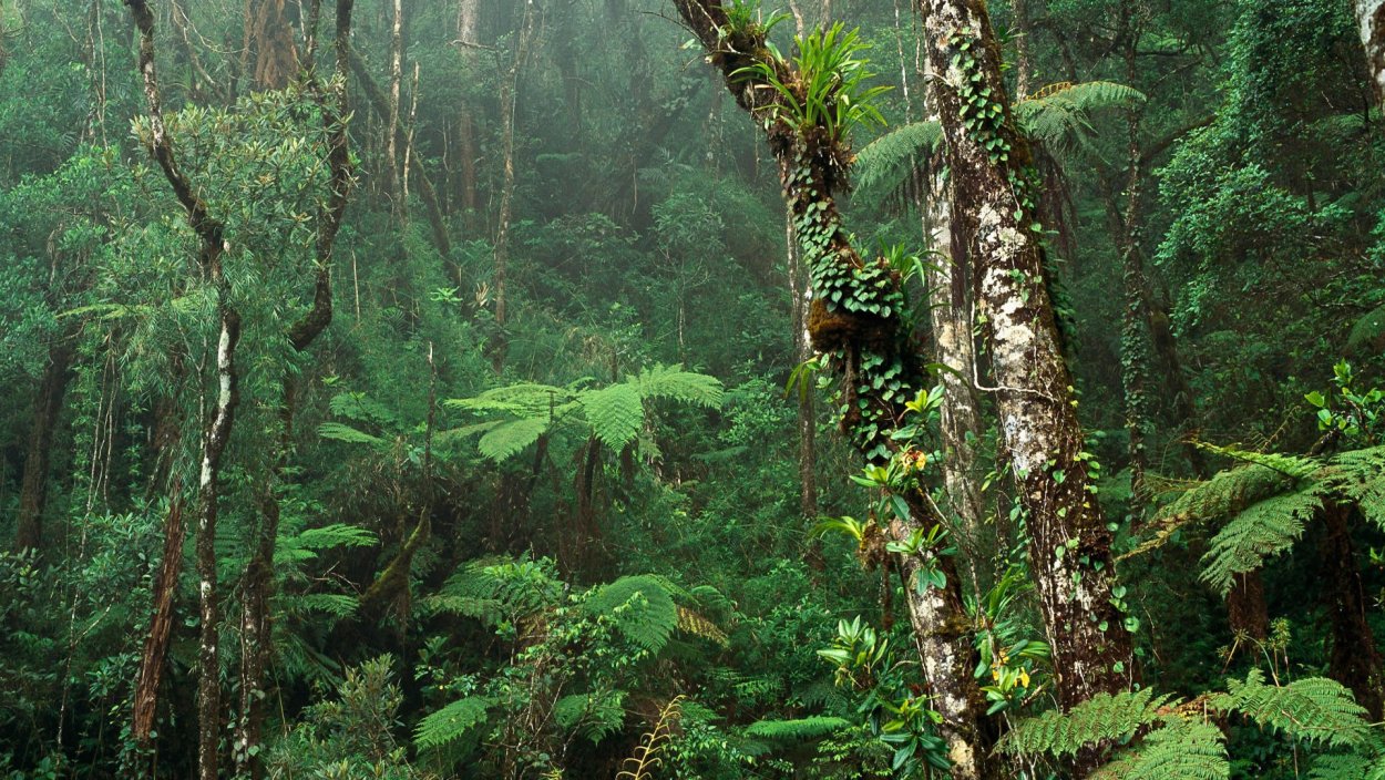 Переменно влажные леса растения