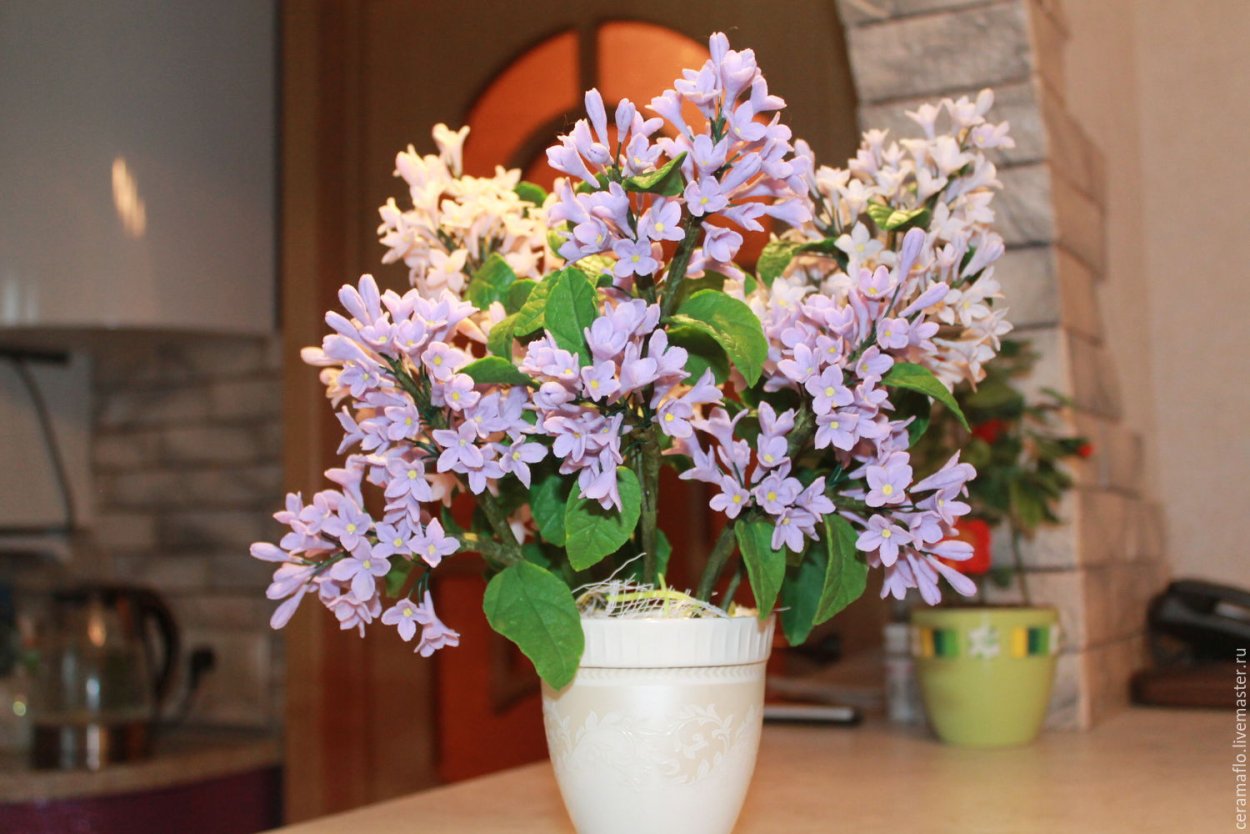 Декоративная сирень комнатная