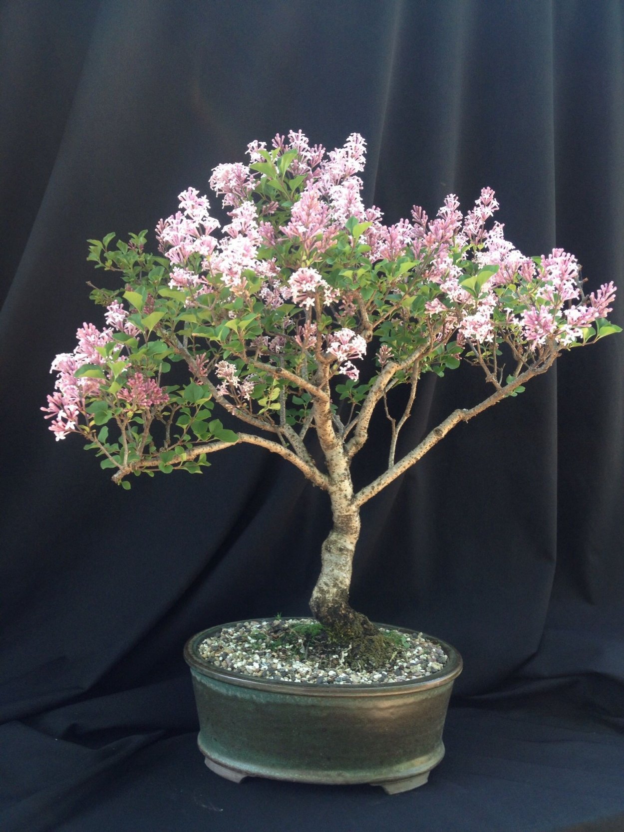 Индийская сирень бонсай