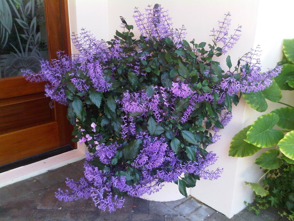 Плектрантус Мона Лавандер