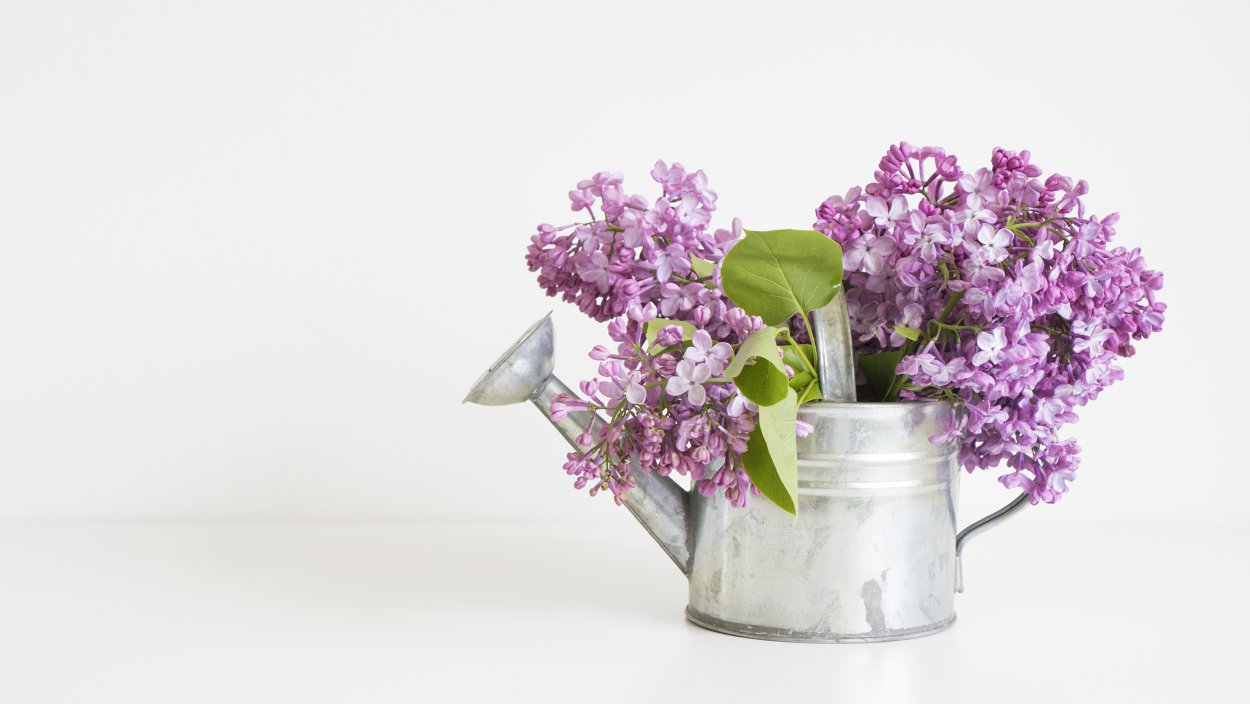 Сирень в горшке