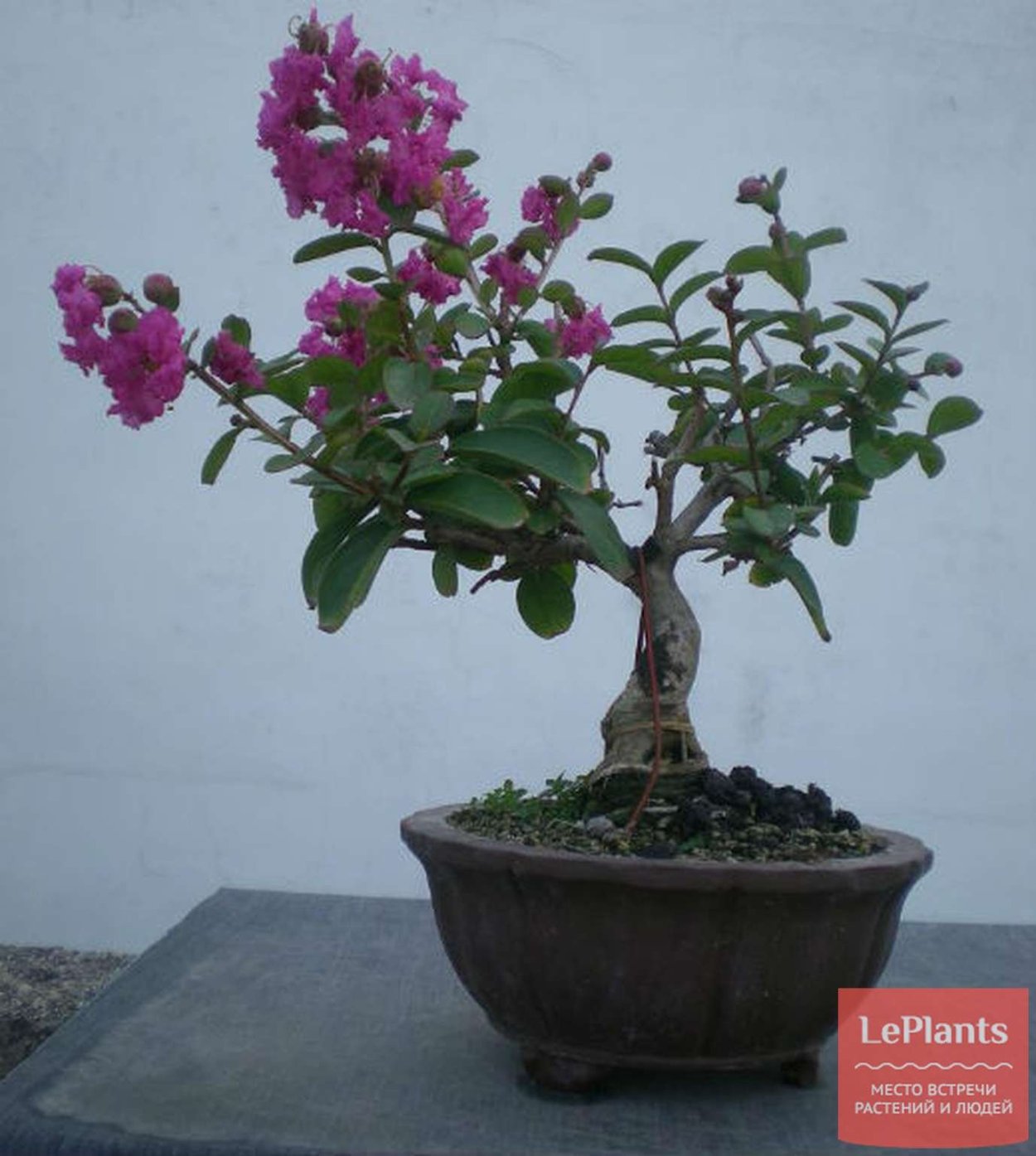 Лагерстремия бонсай
