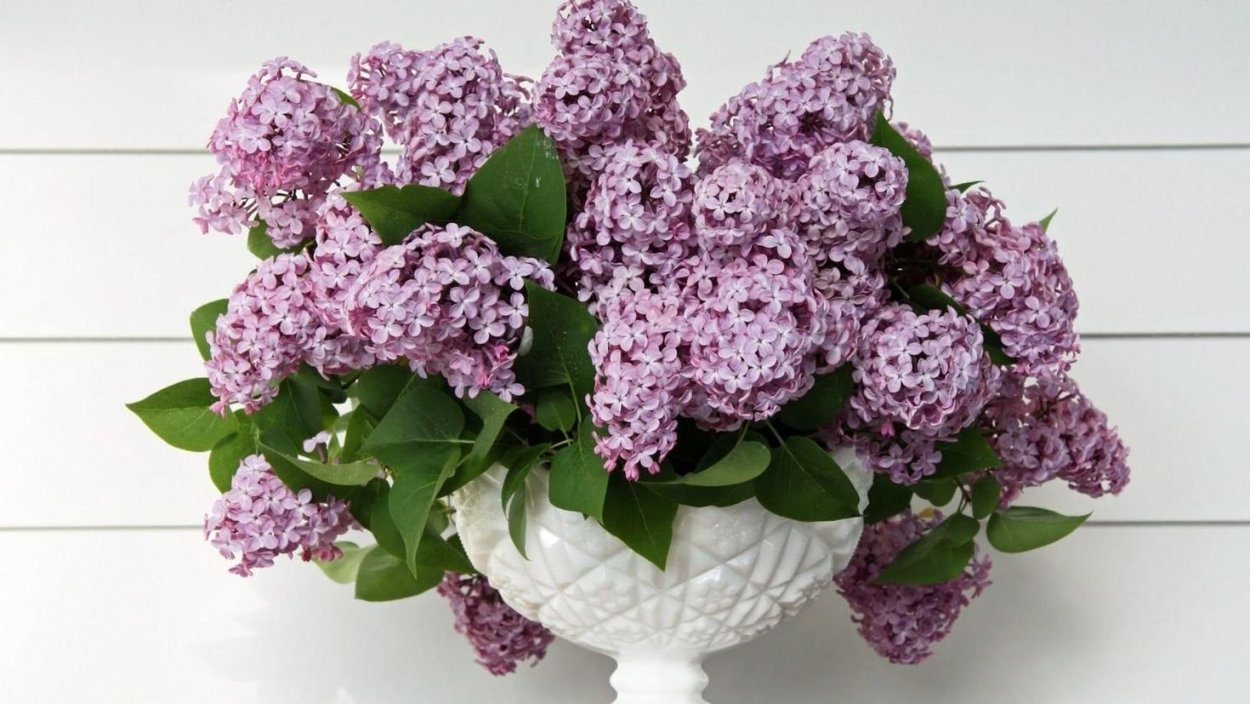 Сирень Георгий Свиридов