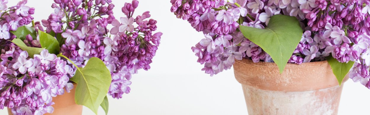 Сирень в горшке