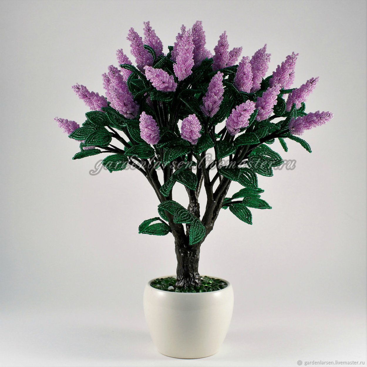 Сирень венгерская бонсай