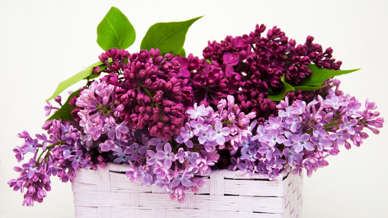 Букет "сирень микс"