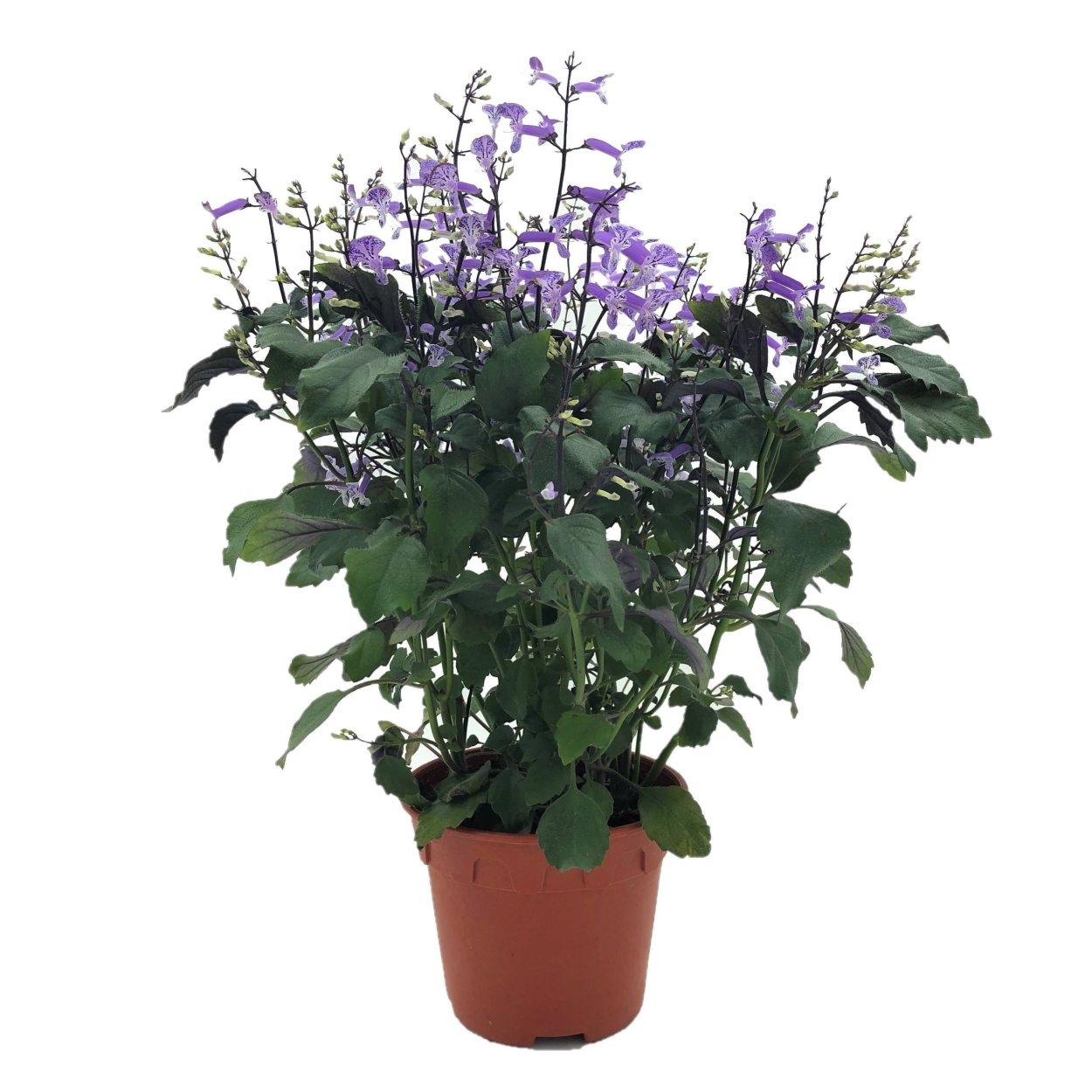 Плектрантус Лавандер