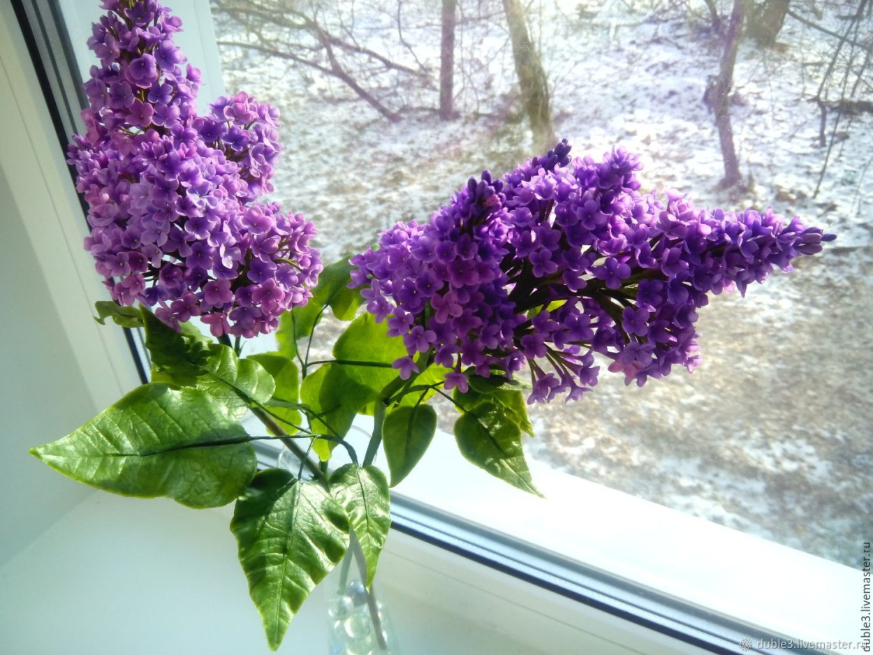 Сирень горшечная