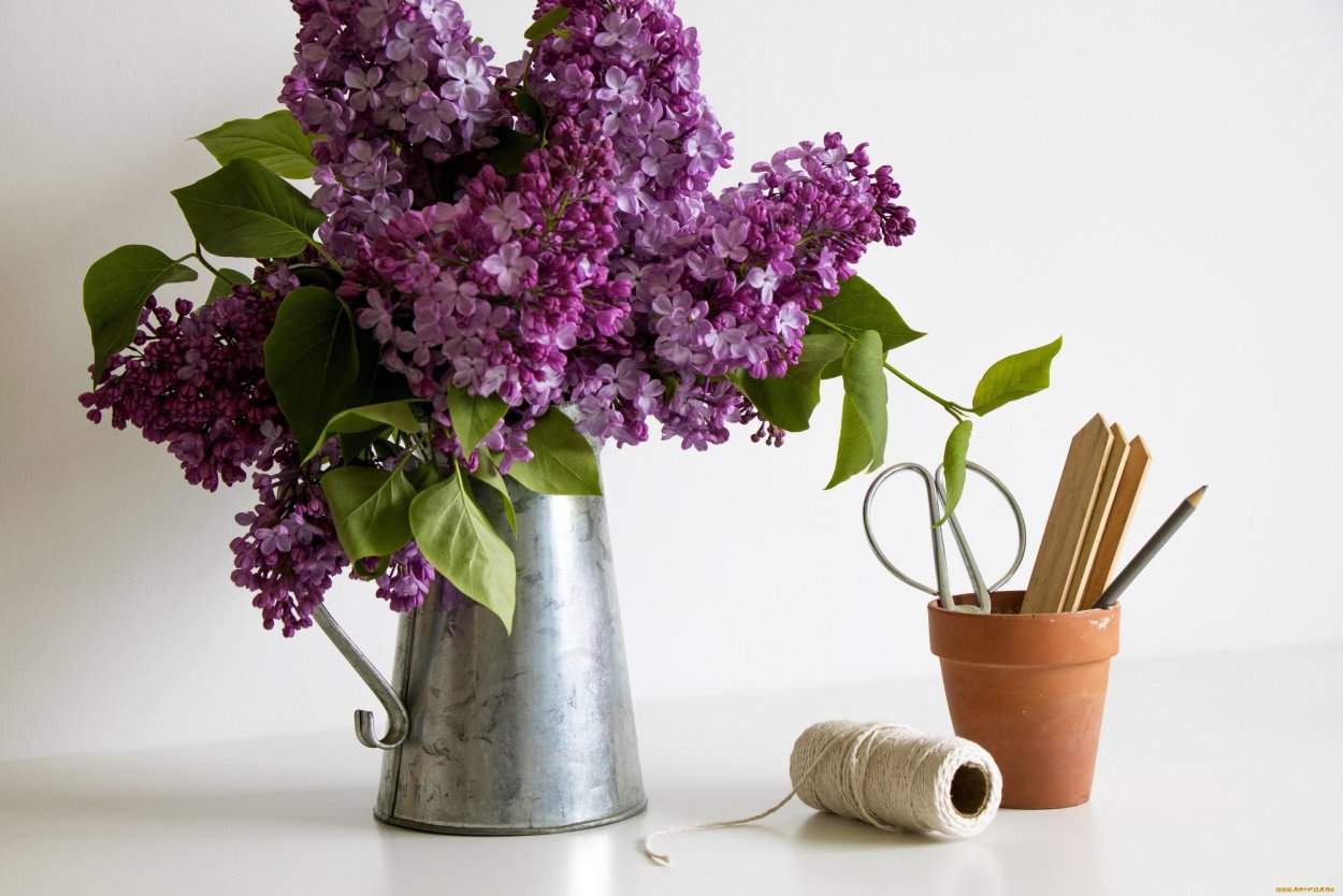 Сирень в лейке