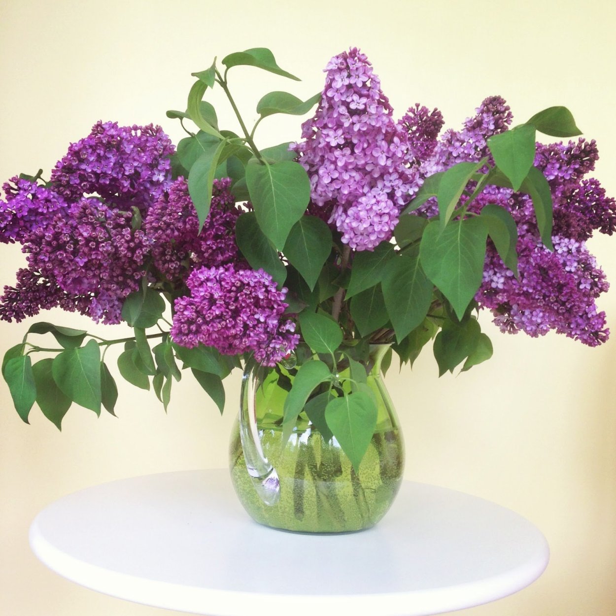 Родина сирени Персия