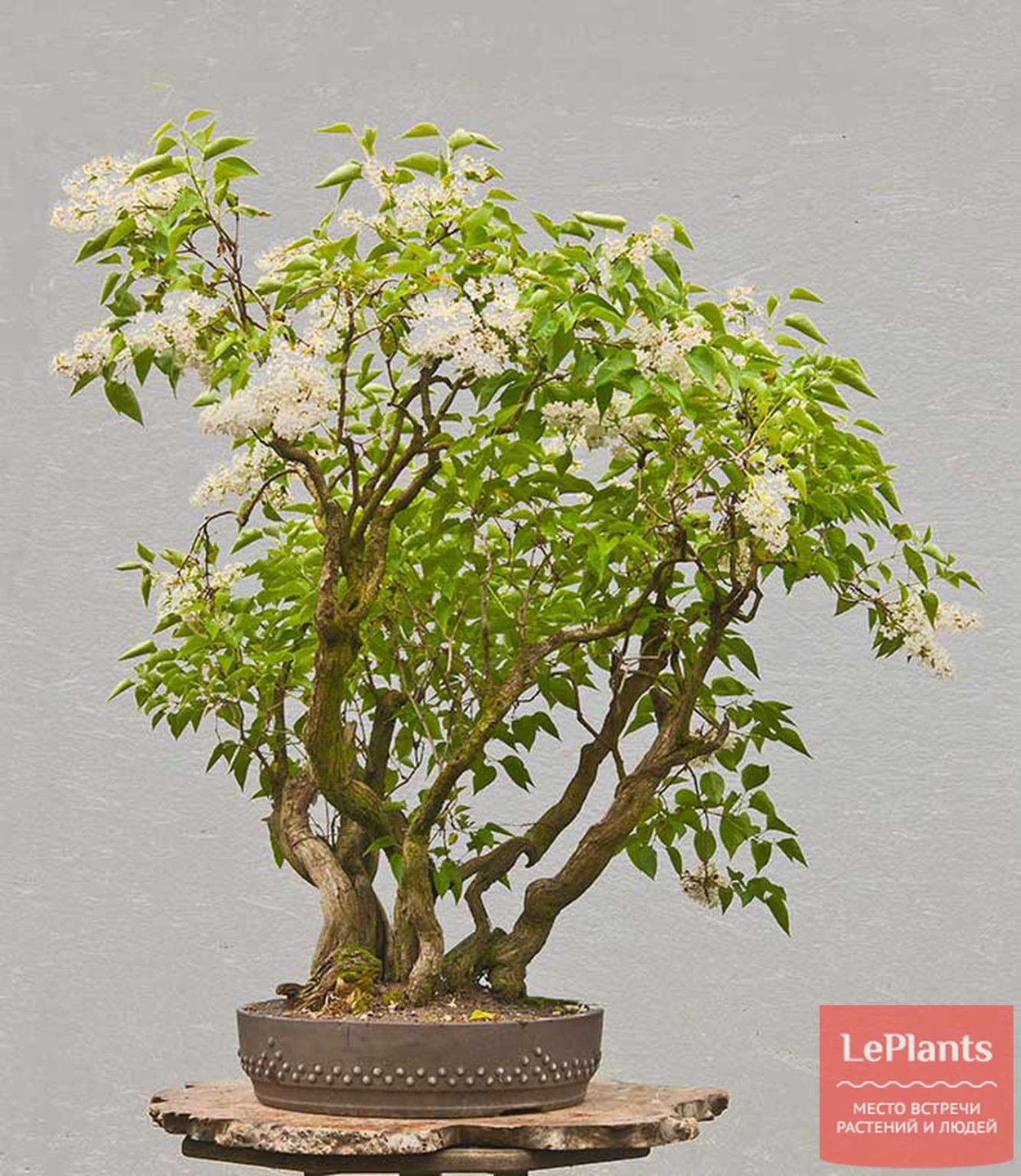 Бонсай сирень белая