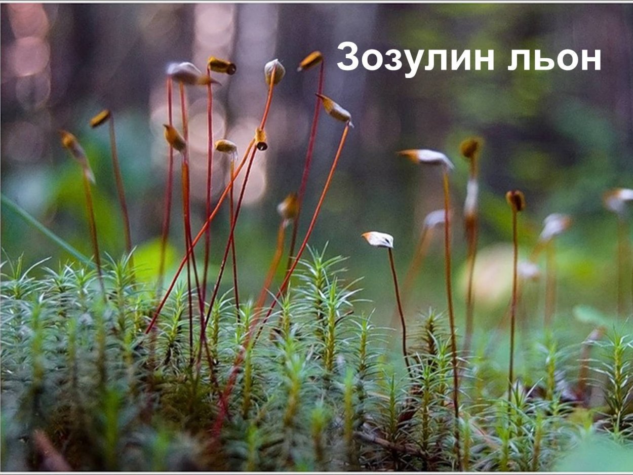 Мох Кукушкин лен