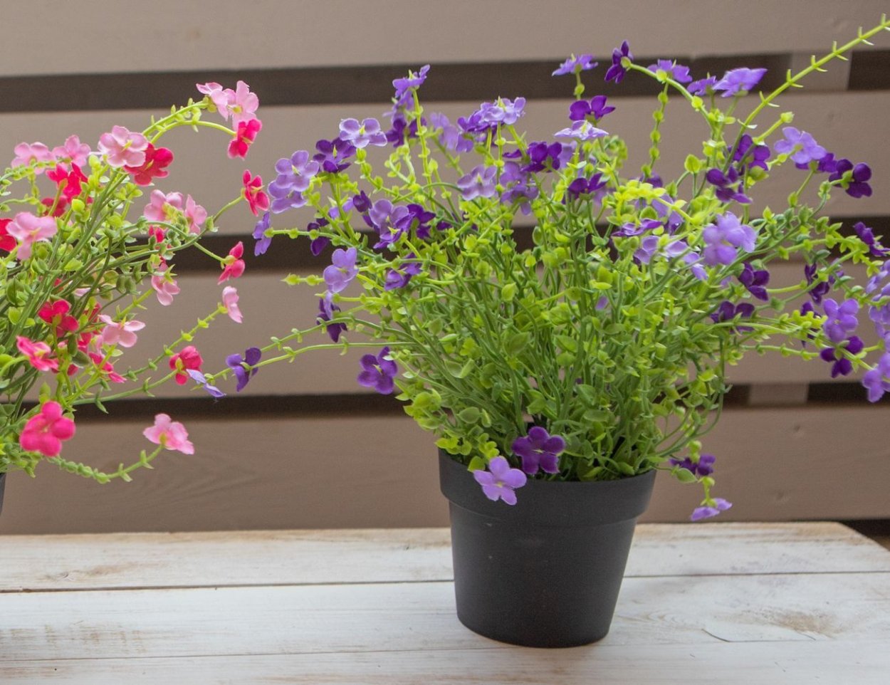 Сиреневый цветок в горшке