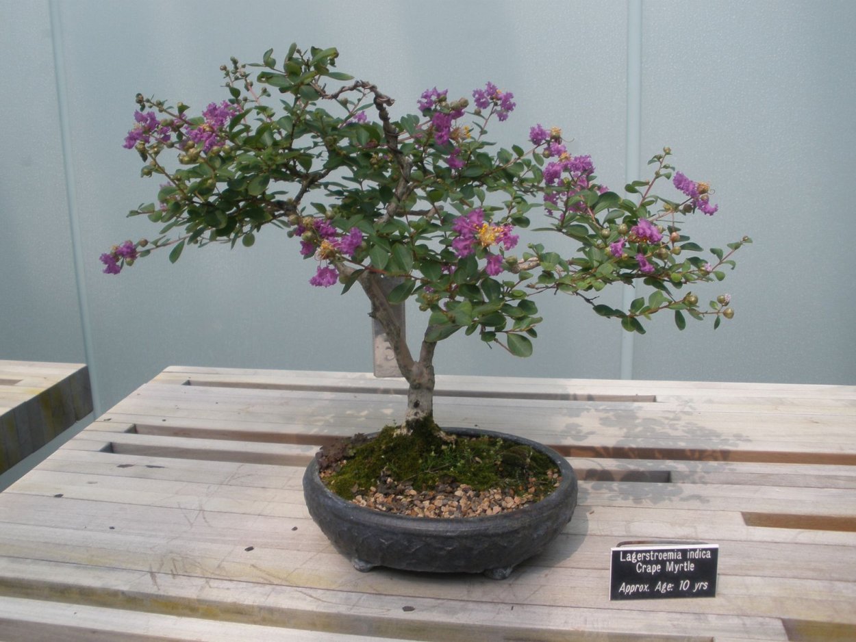 Лагерстремия индийская (сирень) бонсай