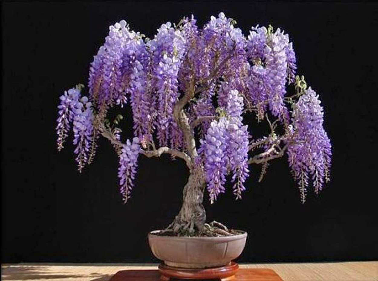 Глициния бонсай