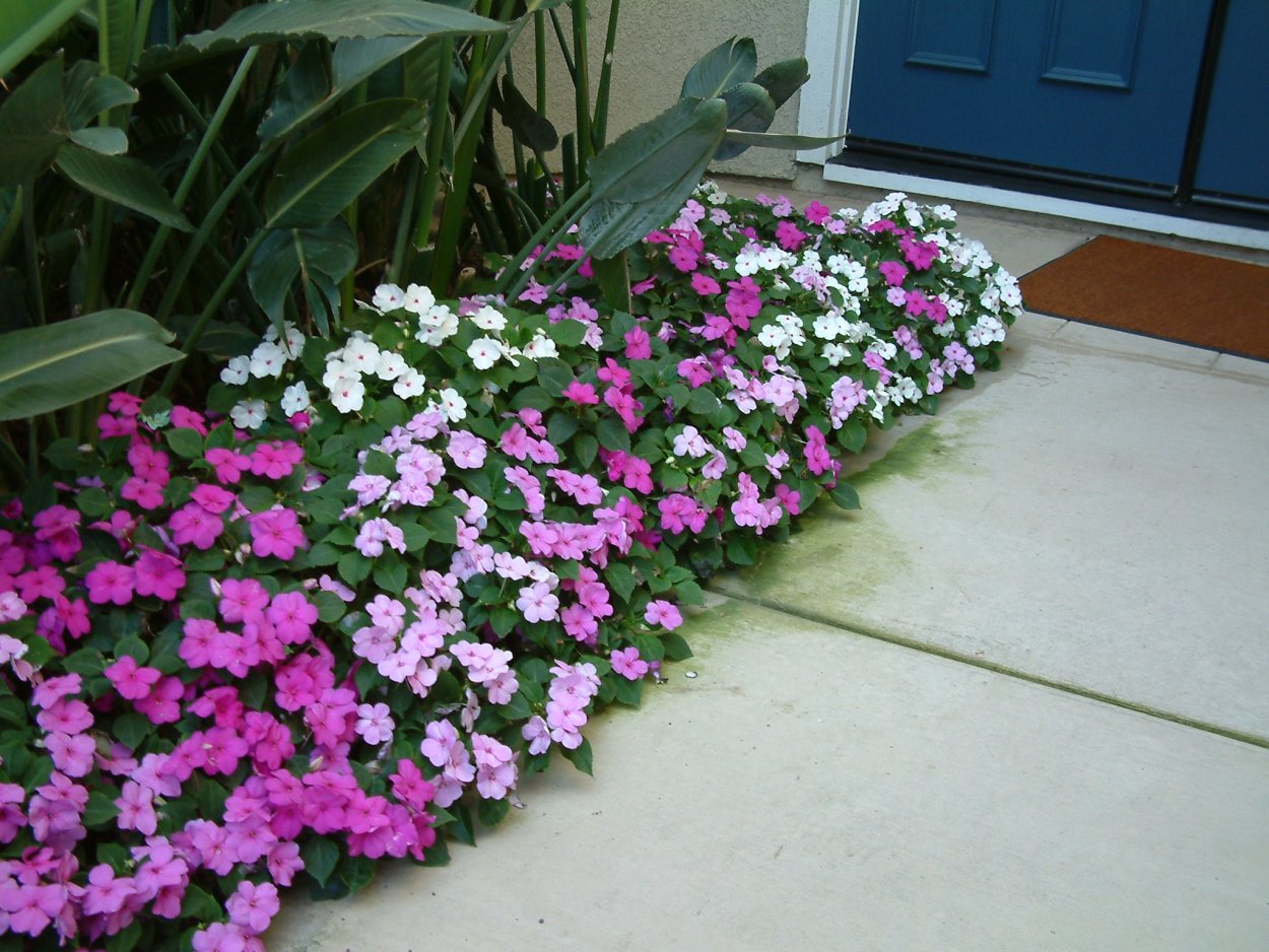 Бальзамин Уоллера на клумбе