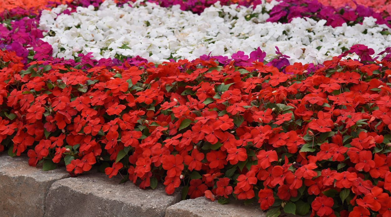 Бальзамин садовый Уоллера