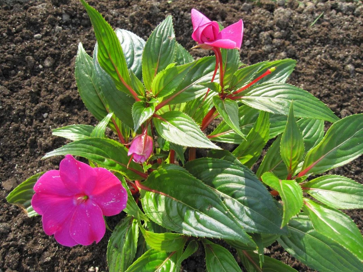 Ванька-мокрый бальзамин садовый