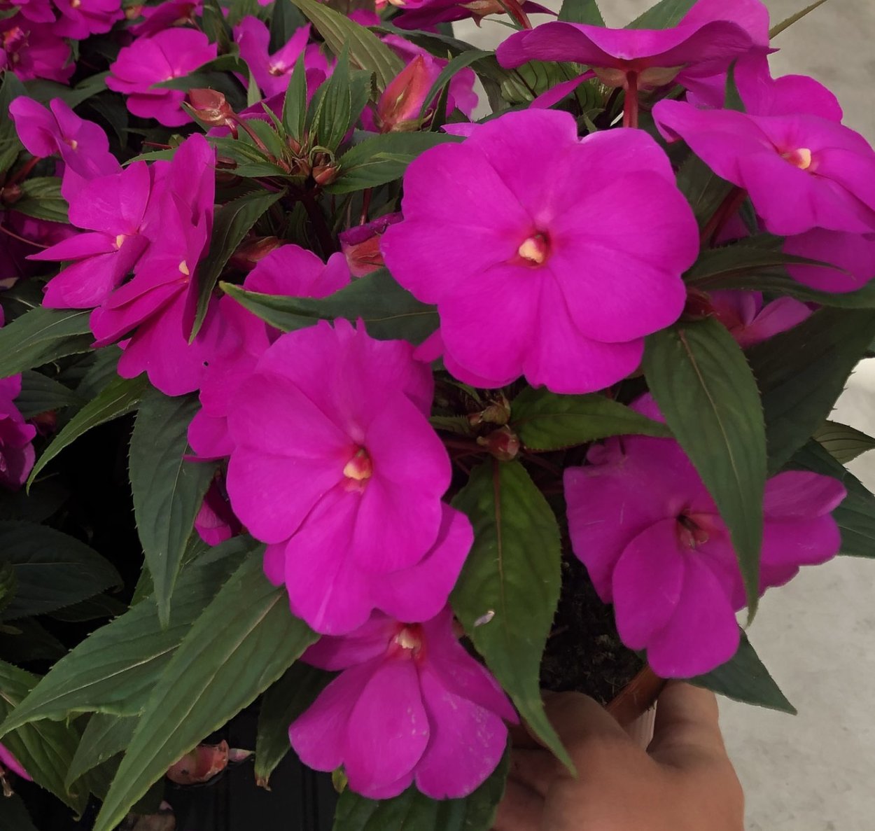 Бальзамин новогвинейский