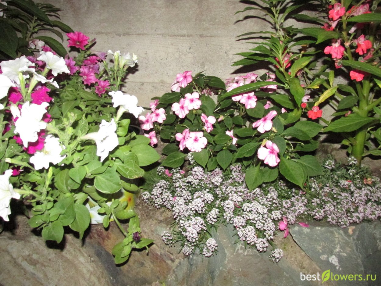 Алиссум и бальзамин