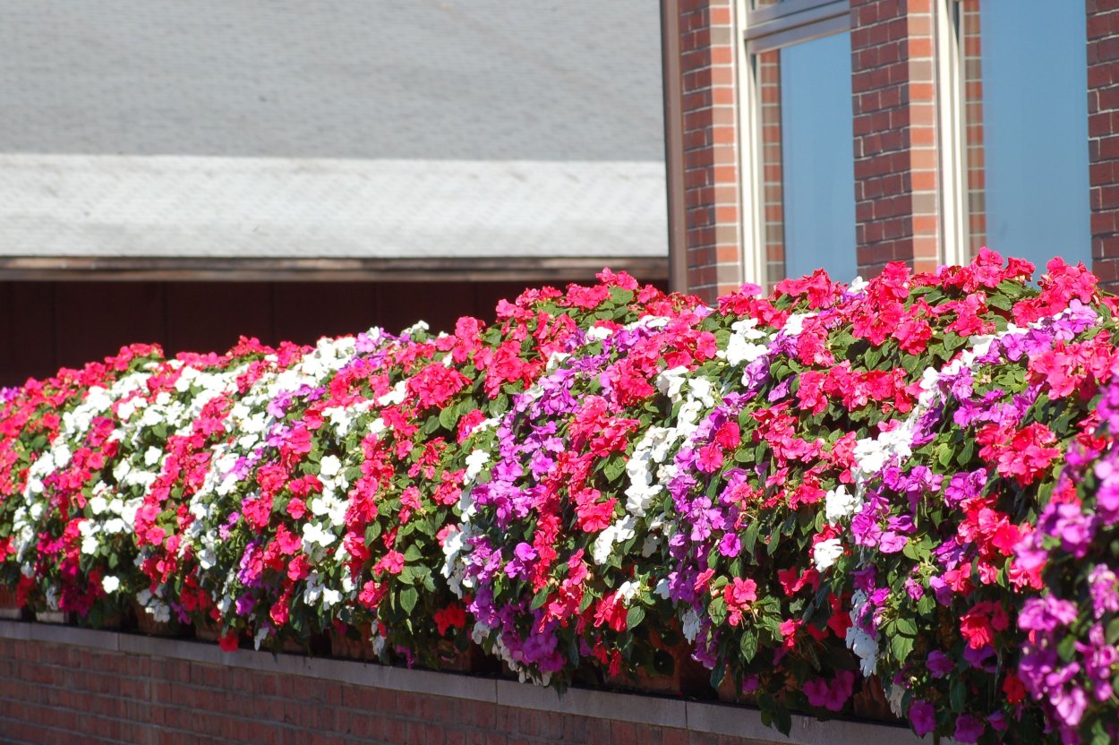 Бальзамин на клумбе