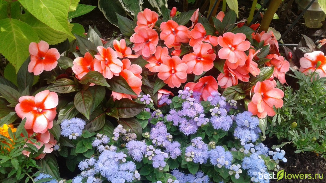 Бальзамин гибридный сафари