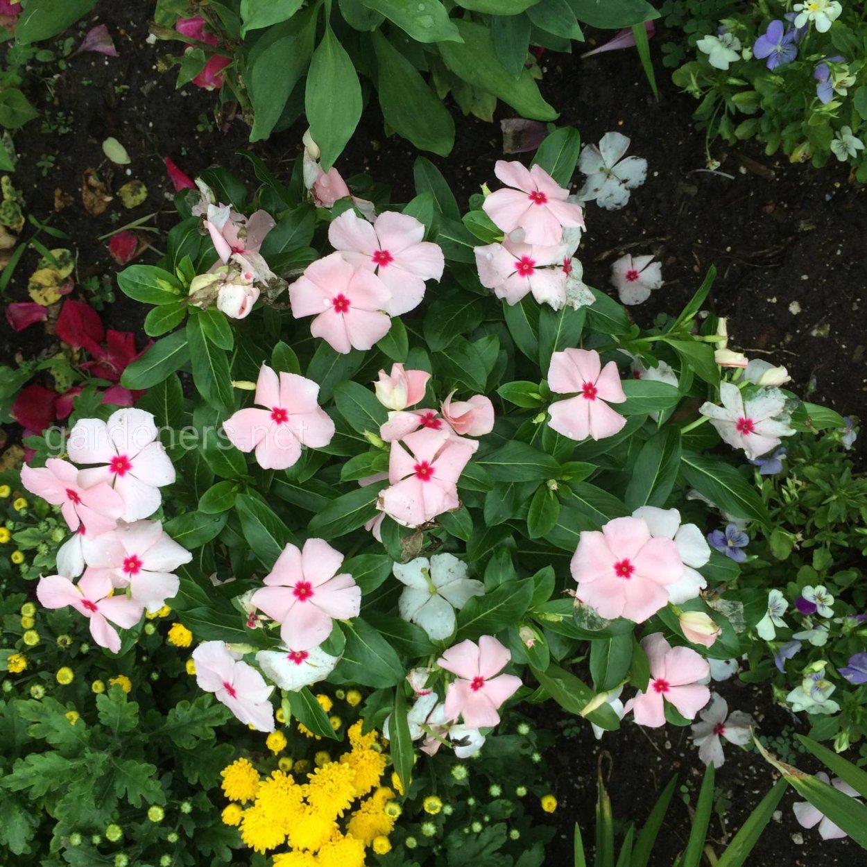 Бальзамин Уоллера на клумбе