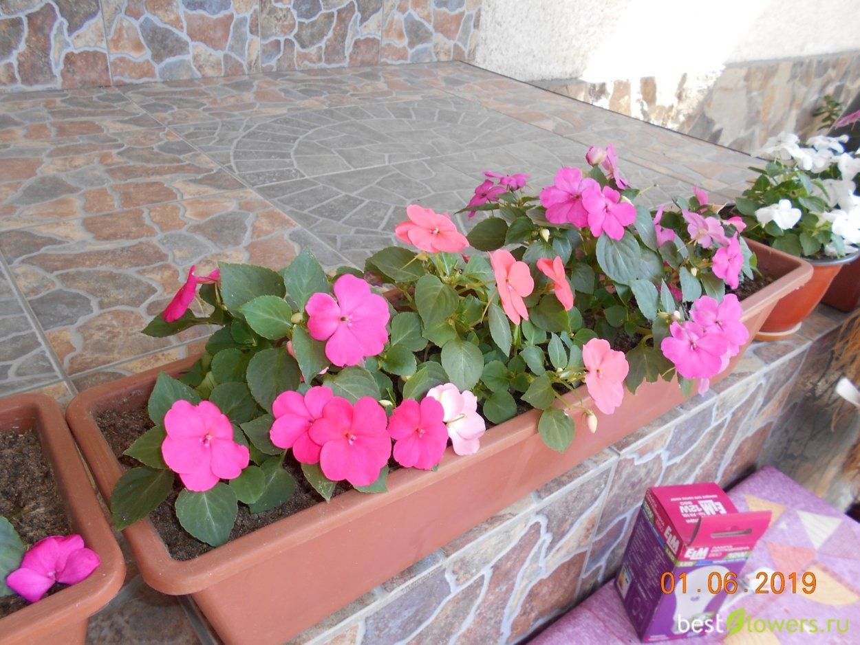 Бальзамин садовый Уоллера