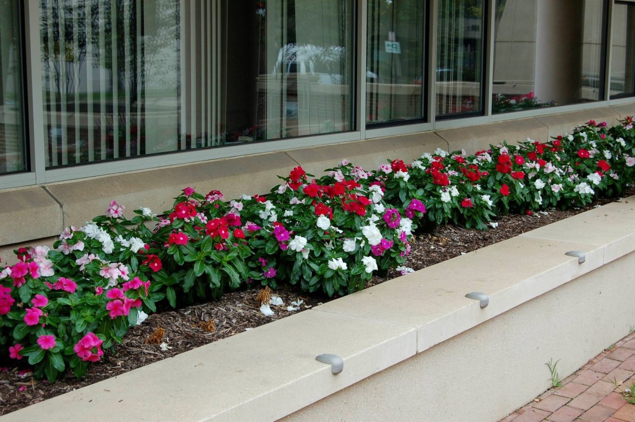 Катарантус рассада