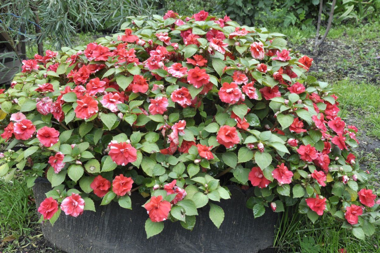 Бальзамин садовый Уоллера