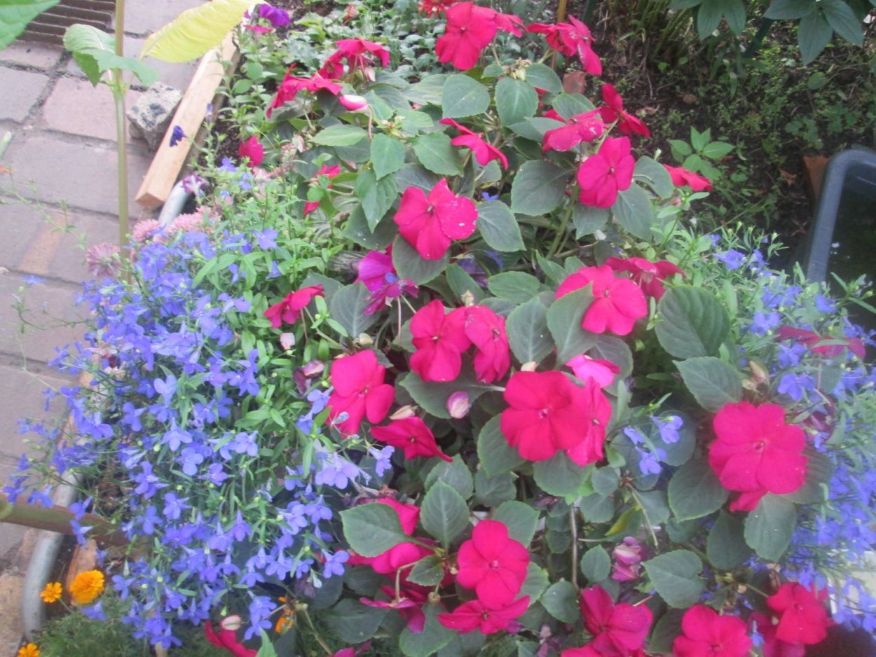 Лобелия бальзамин бегония